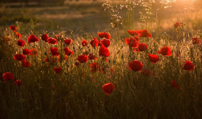 Golden hourphoto preview