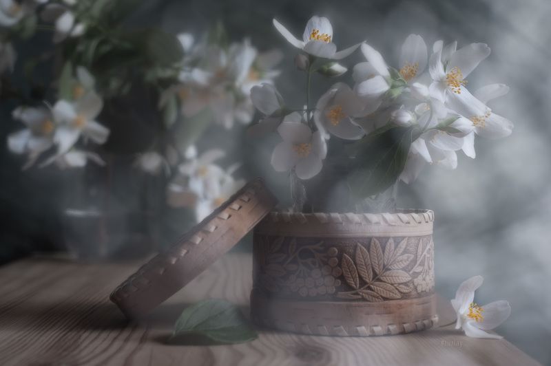 жасмин, чебушник Пара \