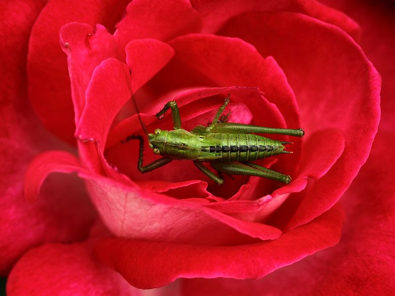 Кузнечик и розаphoto preview