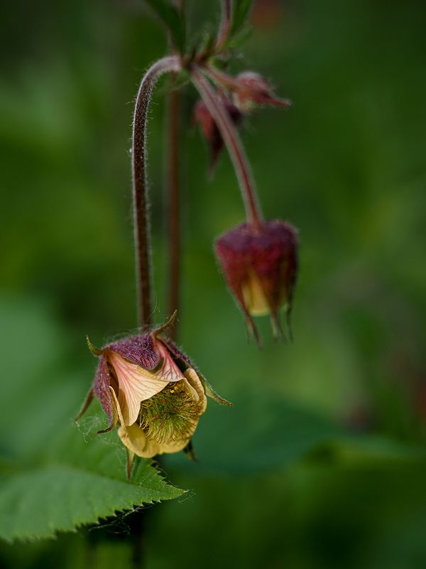 гравилат речнойphoto preview