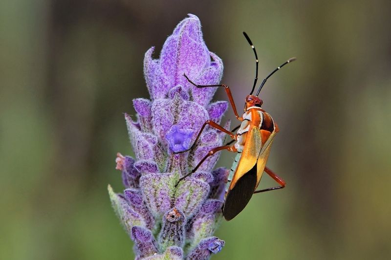 percevejo, denis moura, mogi das cruzes, brasil Percevejophoto preview