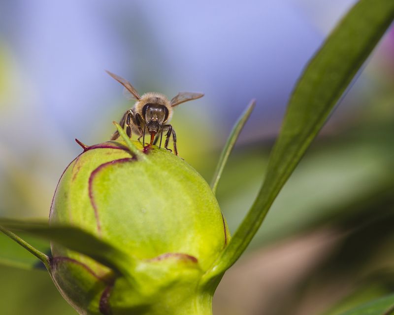 макро, природа, насекомые, пчелы, пион, бутон пиона, лето Сладкий сок пионаphoto preview