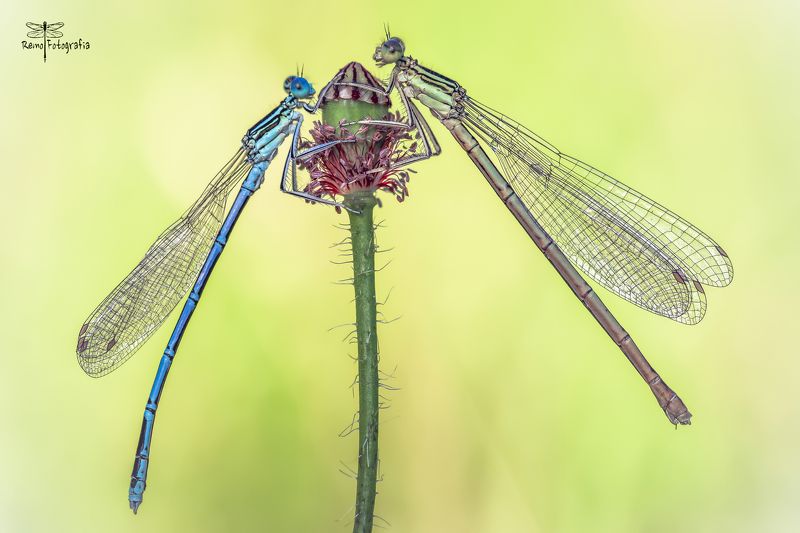 Platycnemis pennipes-Pióronóg zwykły.photo preview