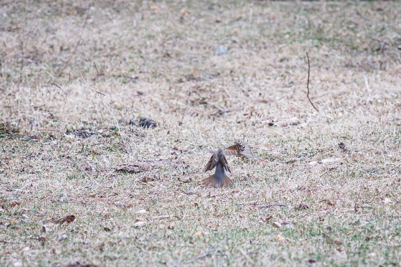 Спорphoto preview