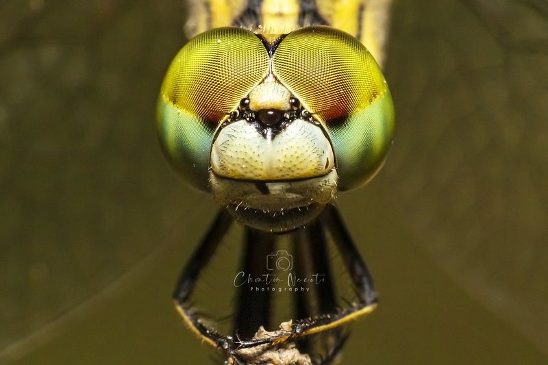 macro, insect, yellow, animal, small, beautiful, focus, light, nature, natural, garden, wildlife, dragonfly, eyes Dragonlyphoto preview
