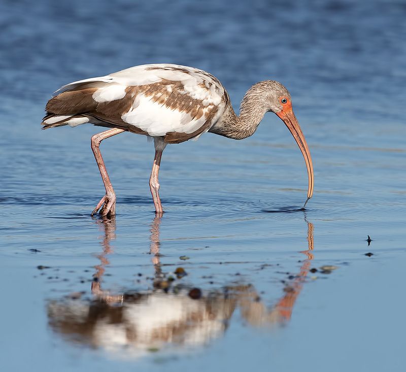 ибис, white ibis, ibis, florida, флорида Juvenile White Ibis - Молодой белый Ибис.photo preview