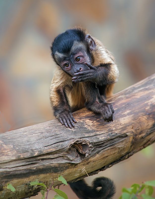 обезьяна Молчу, молчу...photo preview