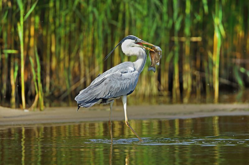 серая цапля. Рыбак.photo preview