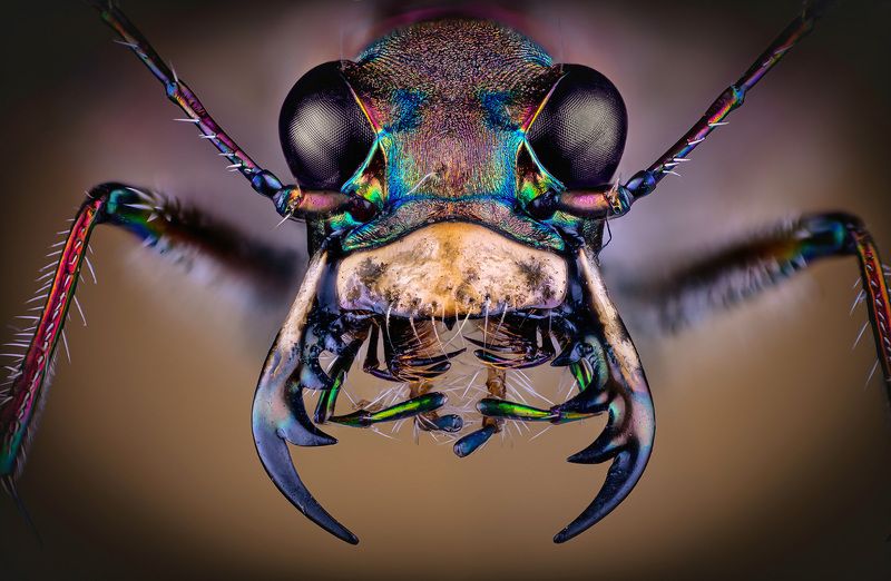 cicindela, hybrida Cicindela hybridaphoto preview