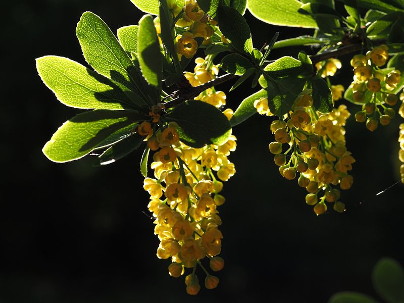 барбарис обыкновенныйphoto preview