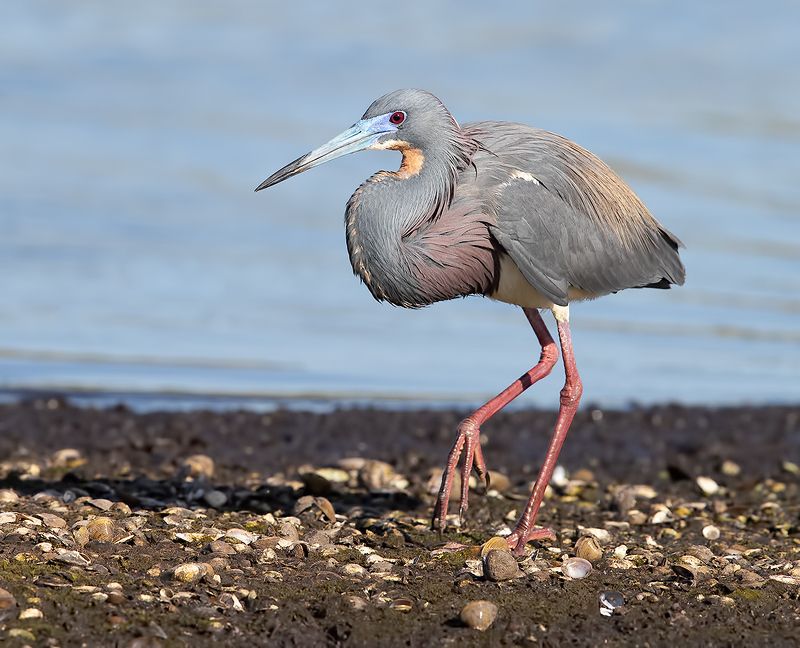tricolored heron, трёхцветная цапля, цапля, heron, florida Трёхцветная цапля - Tricolored Heronphoto preview