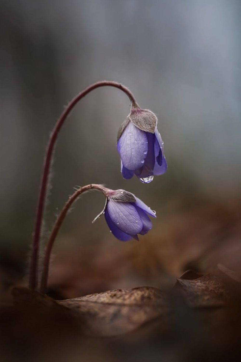 Я буду всегда с тобой.... Автор: Вячеслав Мищенко , Вячеслав Мищенко