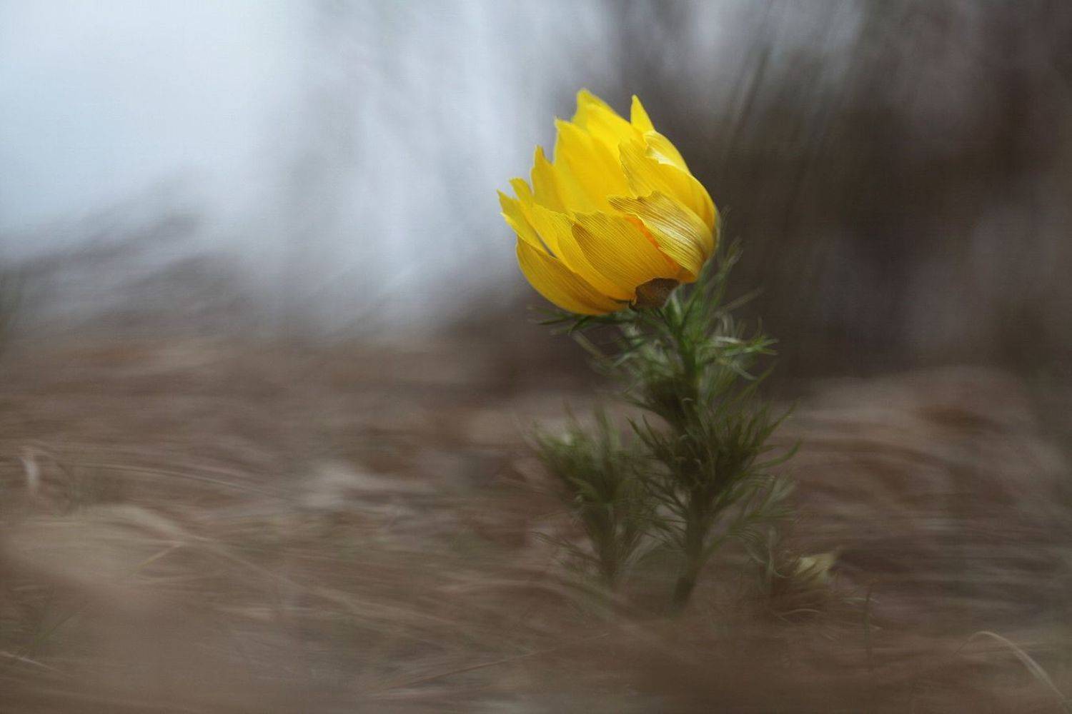 ***. Автор: Леонид , Леонид