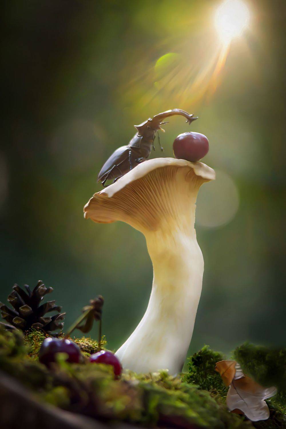 макро, макро фото, жук-олень, жуки, насекомые, вчувствование, макро истории, насекомые, macro, insect, nature, feelings, Виктория Быканова