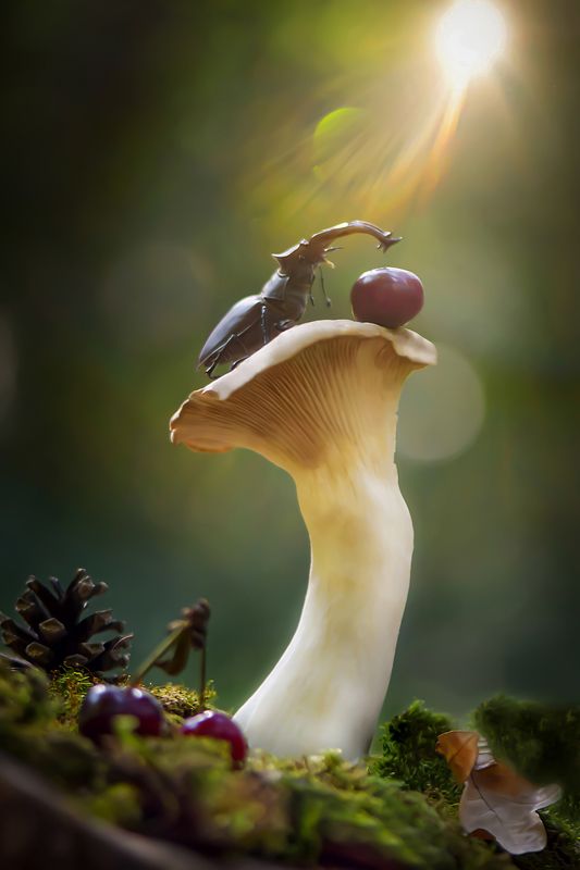 макро, макро фото, жук-олень, жуки, насекомые, вчувствование, макро истории, насекомые, macro, insect, nature, feelings \'The World Is Mine\'photo preview