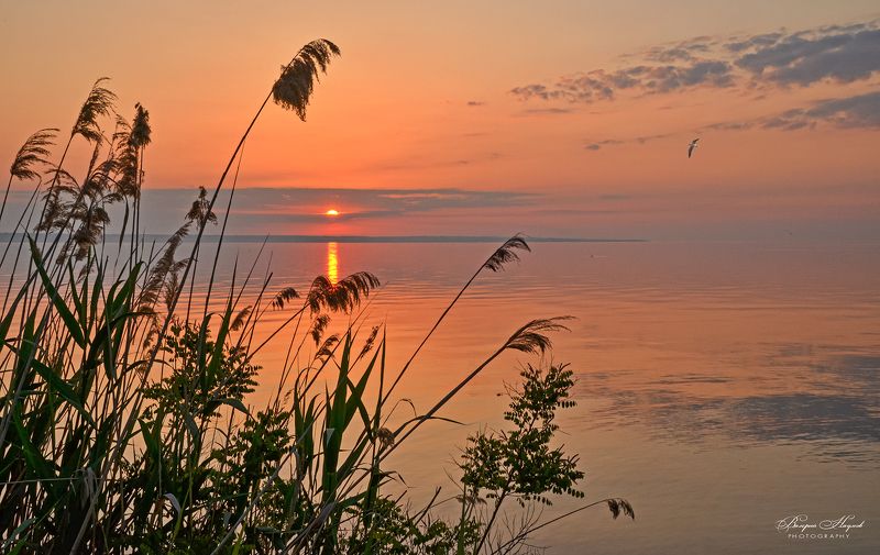 утро, рассвет, восход, небо, облака, дорожка Спокойствие утраphoto preview