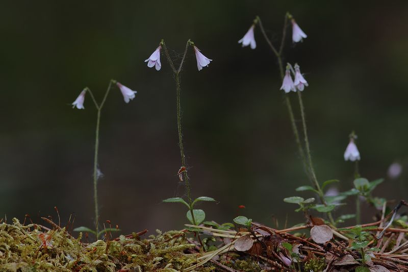 - Линнея, Карл!photo preview