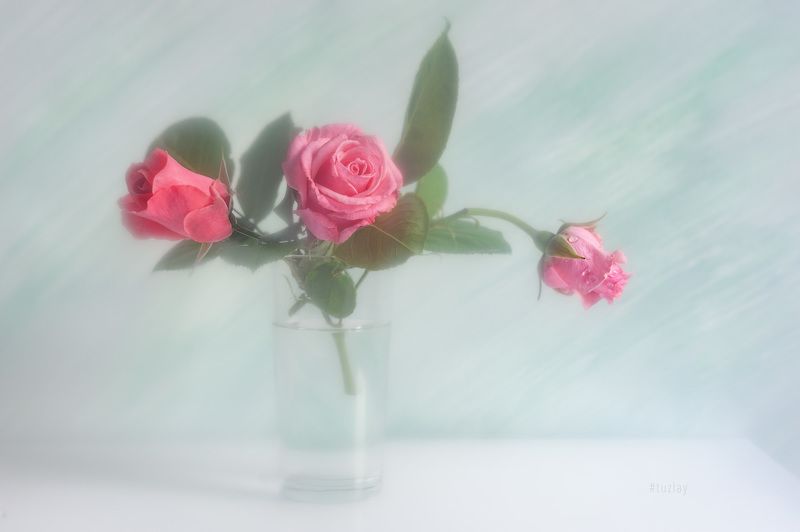 розы Про розы в светломphoto preview