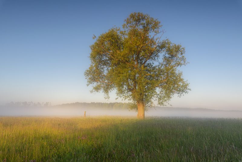 trees, morning photo preview