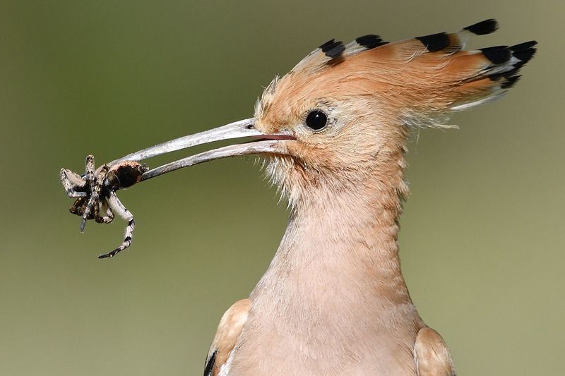 Удодphoto preview