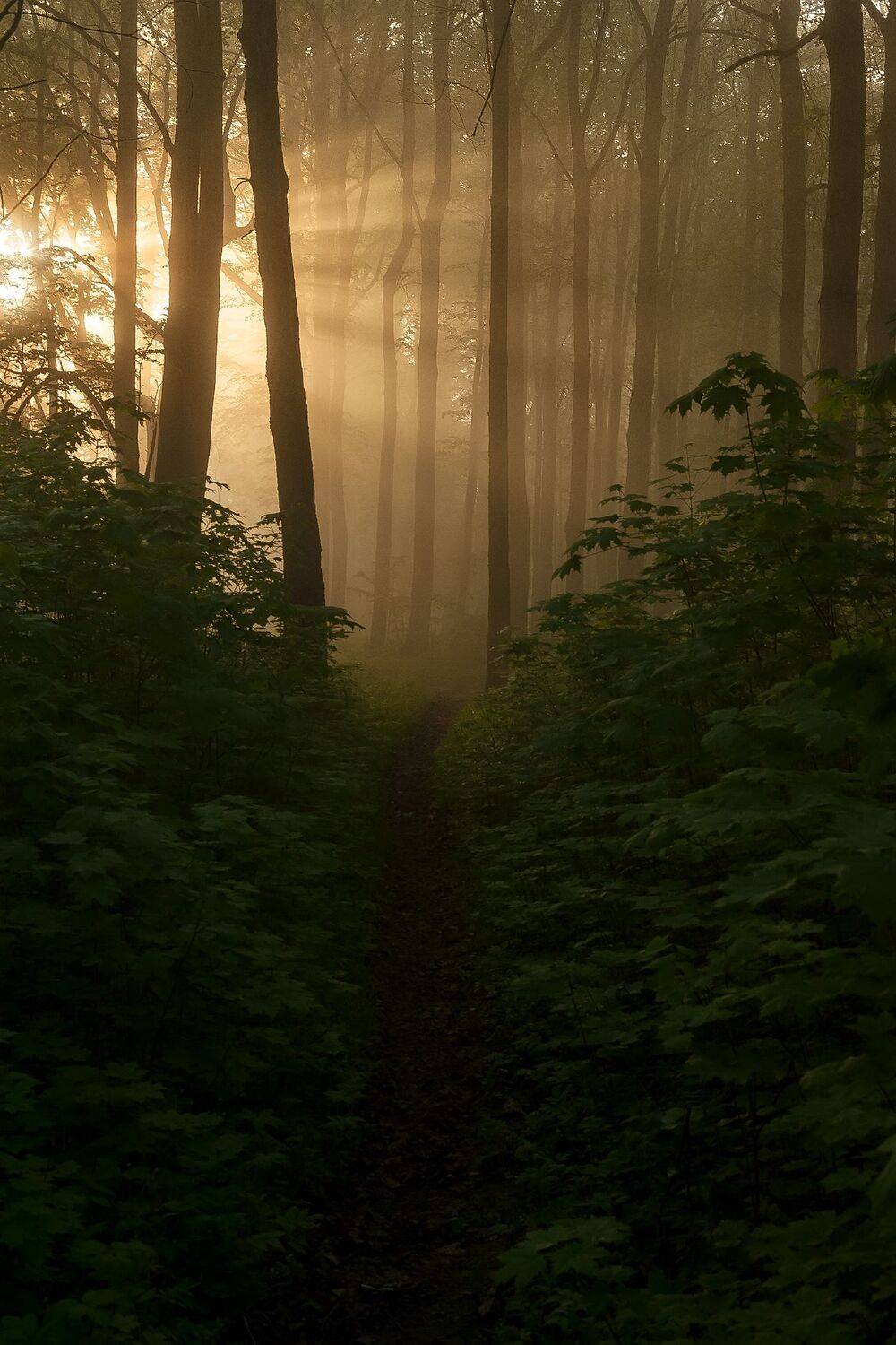 , Виталий Стрельцов