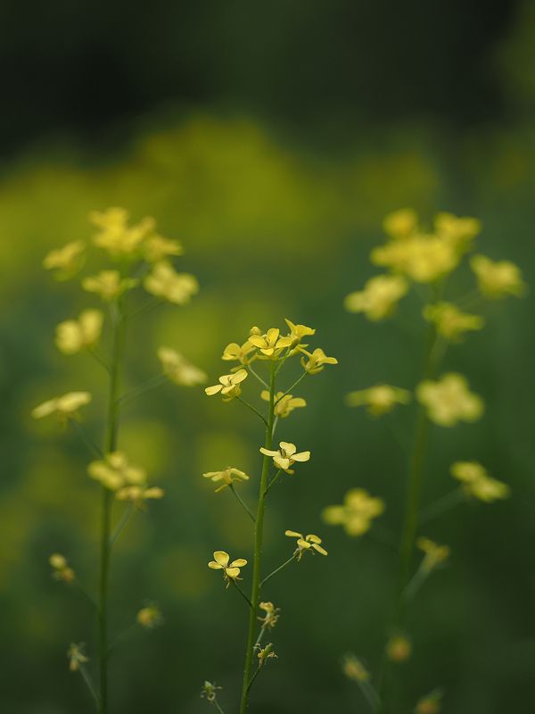 свербига восточная photo preview