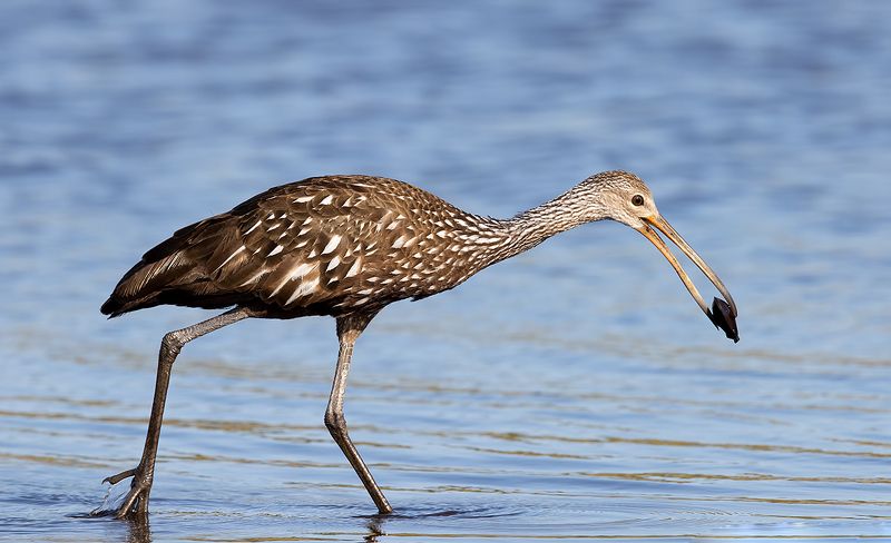 florida, limpkin, пастушковый журавль, флорида Limpkin - Арама, или пастушковый журавльphoto preview