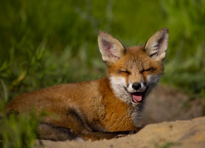 живая,дикая природа Да уж,смешно...photo preview