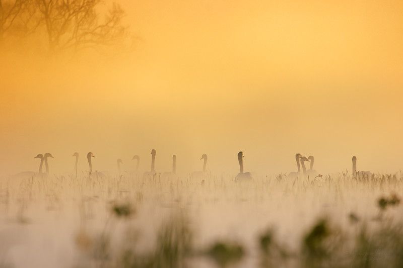 Cygnus olorphoto preview