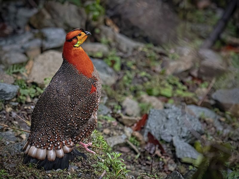 Blyth\'s Tragopan Mishmi Hills Arunachal Pradesh A Dream Bird...photo preview