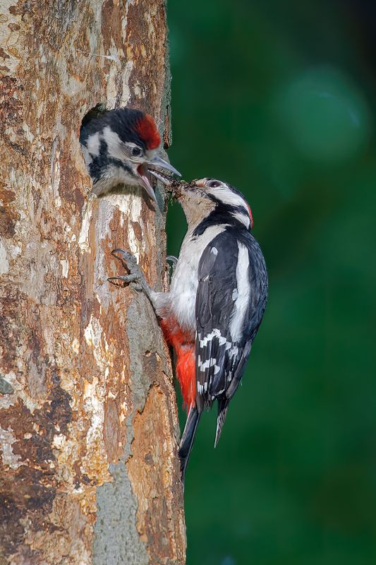 woodpecker; bird; nature; wildlife Foodingphoto preview