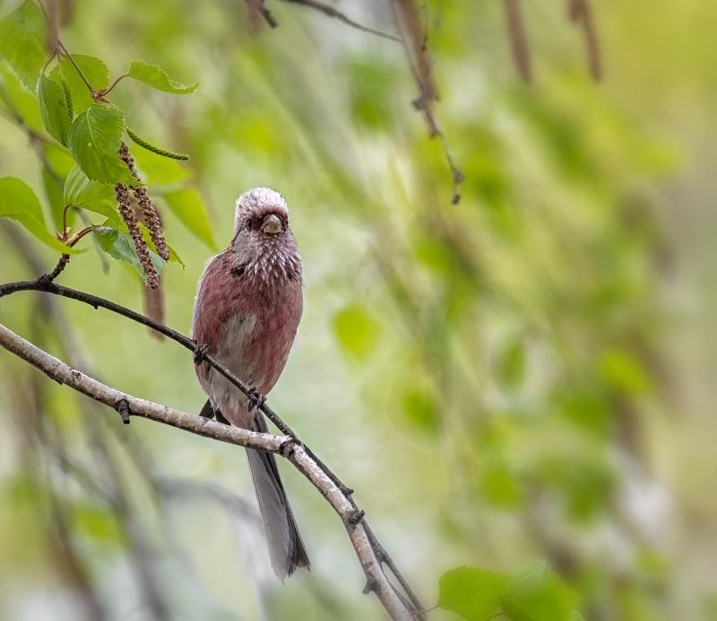 птица, урагус, самец, Урагус (самец). фото превью