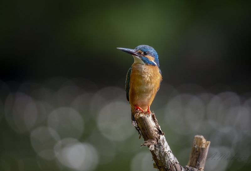 Зимородокphoto preview