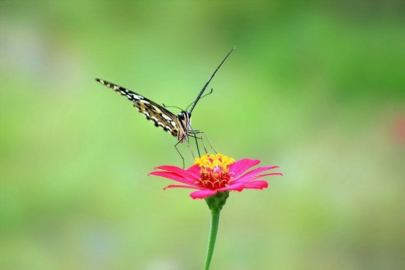 butterfly landingphoto preview