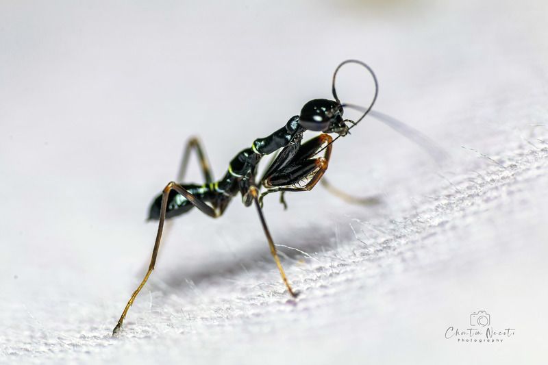 small, animal, insect, macro, black, garden, mantis, nature, natural, beauty, beautiful, prey Small mantisphoto preview