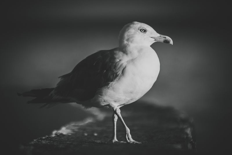 клюв, птица, птицы, чайка, чайки чайка фото превью