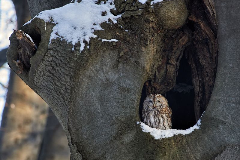 nature, wildlife, birds, owls ***photo preview