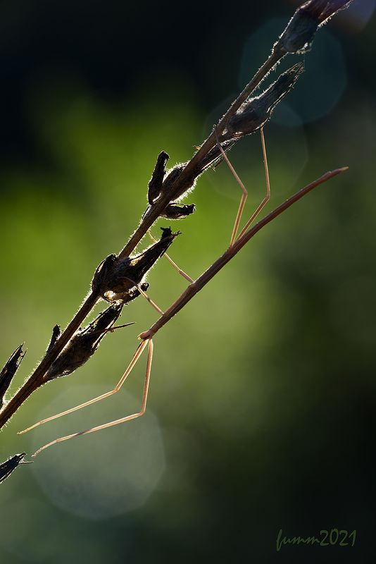 ВИДЕНИЕ. ПАЛОЧНИКphoto preview