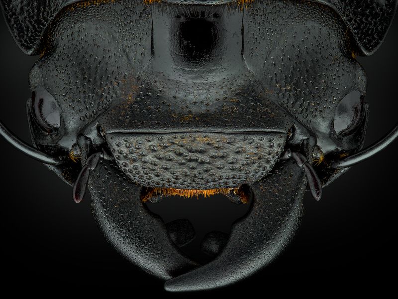 irass, waledzik, nat geo, olympus, close up, macro, extreme macro, макро Dorcus parallelipipedus.photo preview