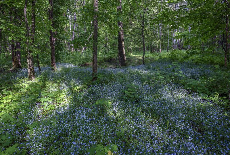 Незабудкиphoto preview