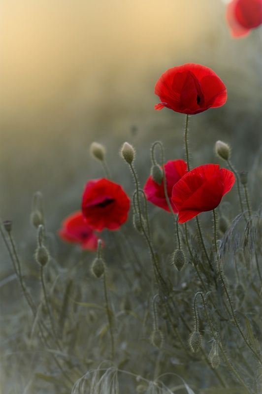 На закатеphoto preview