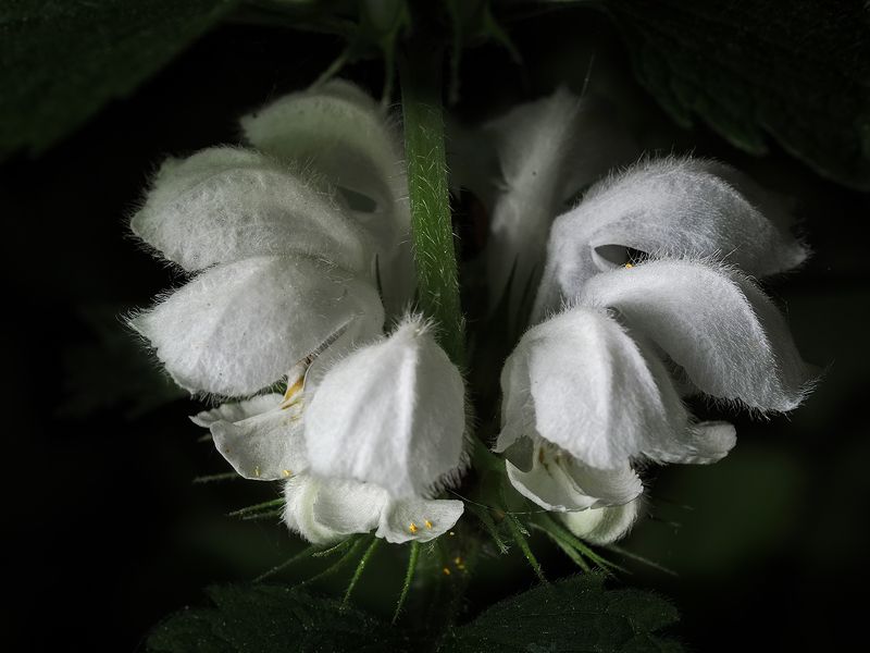 яснотка белая (глухая крапива)photo preview