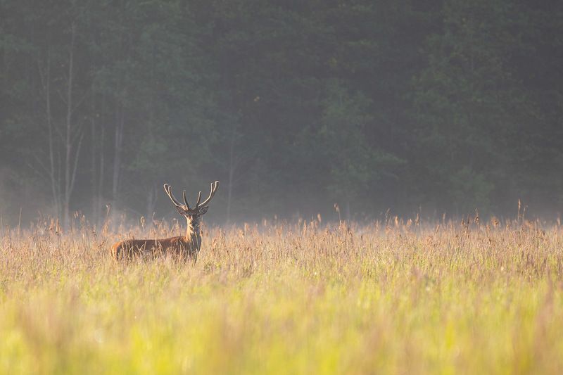 ssaki,las,przyroda,natura,puszcza białowieska Jeleń photo preview