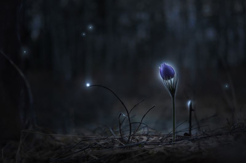 Тайны весеннего леса фото превью