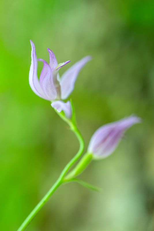 Нежностьphoto preview