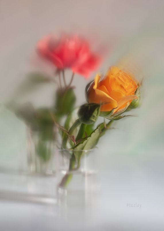 жёлтая роза, розы Жёлто-розовая фантазияphoto preview