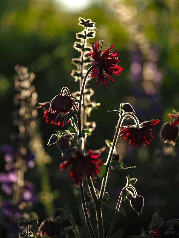 аквилегияphoto preview