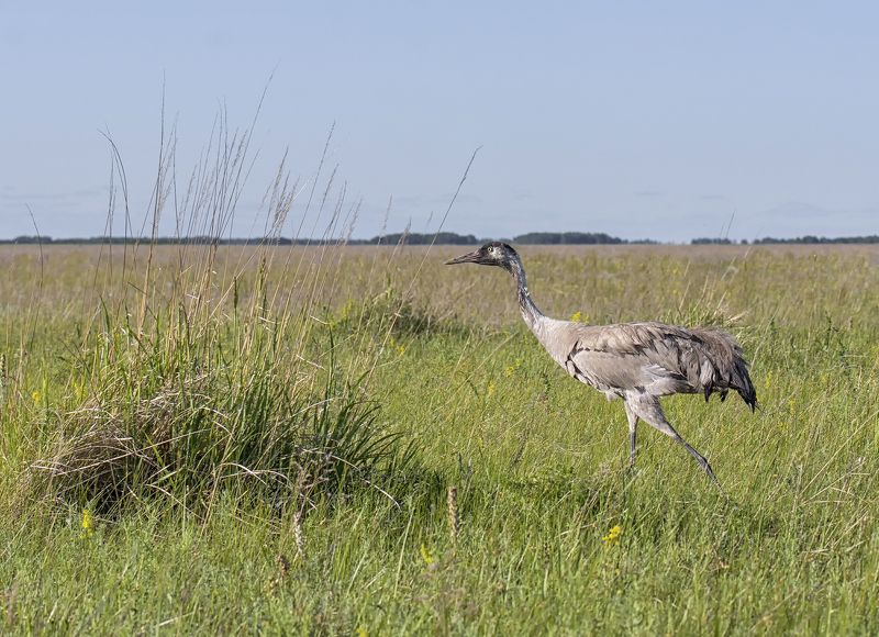 птица, серый журавль, степь, фотоохота, В степи..photo preview