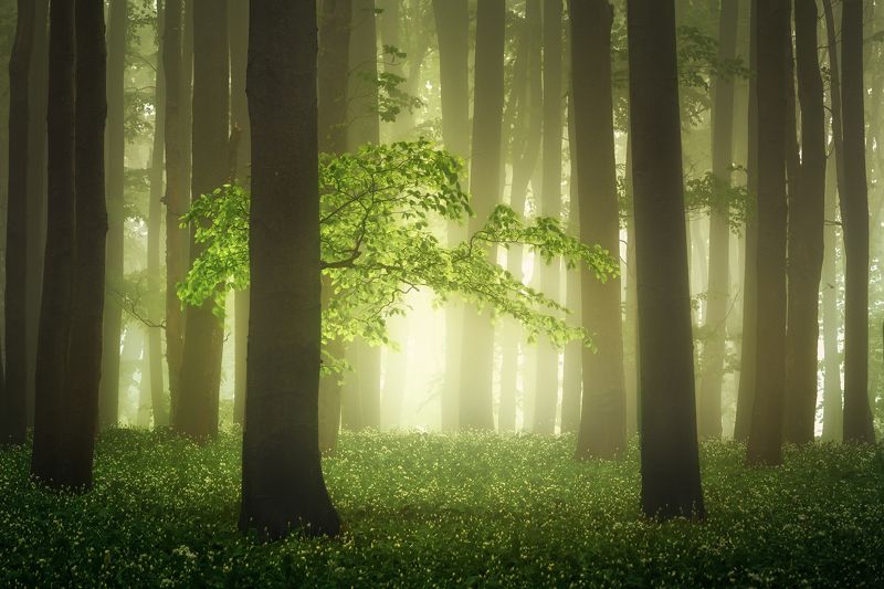 Mysterious forest in the Carpathiansphoto preview