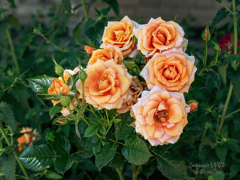 Наши соседиphoto preview